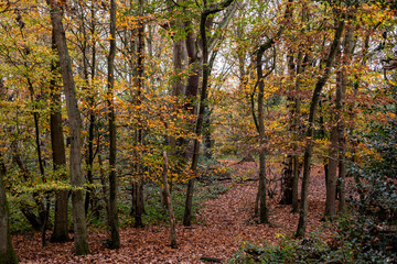 Obraz premium Autumn colour among the trees in a North London park.