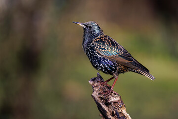 Star (Sturnus vulgaris)