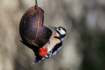 Buntspecht (Dendrocopos major) M&auml;nnchen