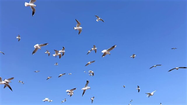 Seagull Swarm Against Deep Blue Sky With Close Wing Detail, Rapid Overlapping Flight, Playful Chase And Feeding Anticipation, Lively Coastline Energy And Dramatic Motion