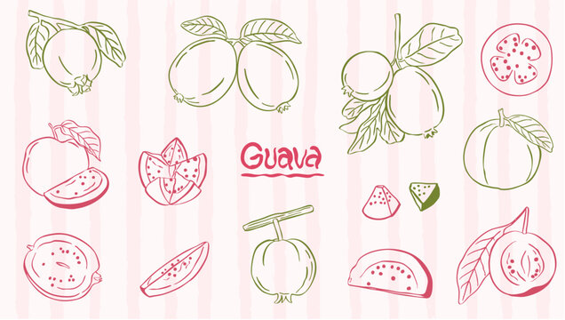 Guava fruits drawing sketch illustration collection set