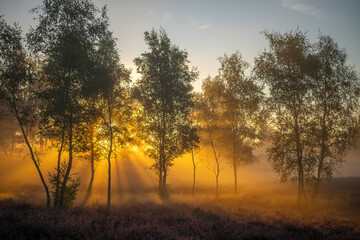 Fototapeta premium sunrise in the fog