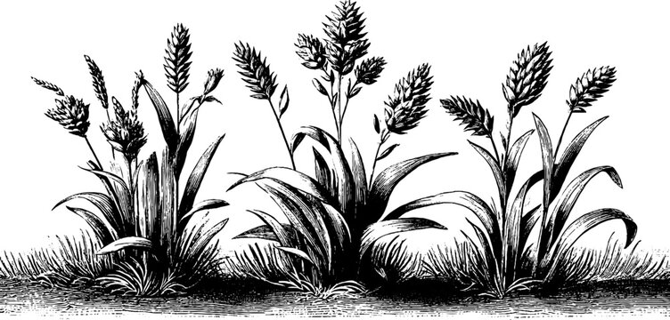 Vintage botanical engraving of fodder grass - agricultural crop for design and decoration