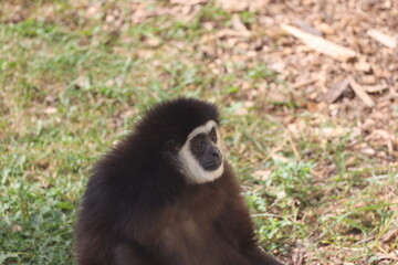 white-faced gibbon portrait in profile against grass, leaves (close-up)