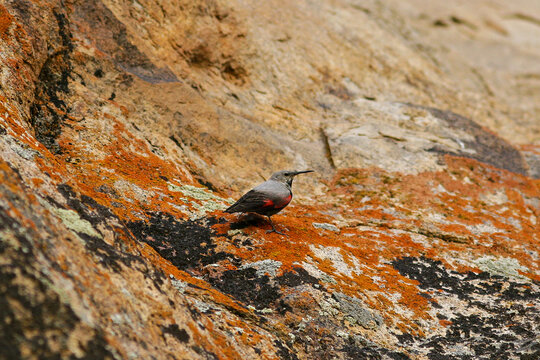 Wallcreeper (Tichodroma muraria) on rocky slope, Gobi Altai, Mongolia
