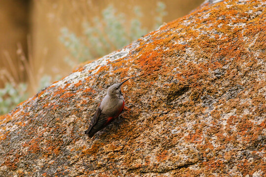 Wallcreeper (Tichodroma muraria) on rocky slope, Gobi Altai, Mongolia