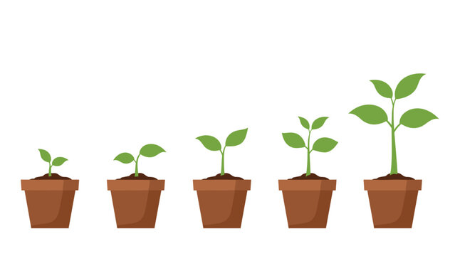 Plant growth stages illustrated in a sequence of five terracotta pots, showing a seedling developing into a leafy young plant.