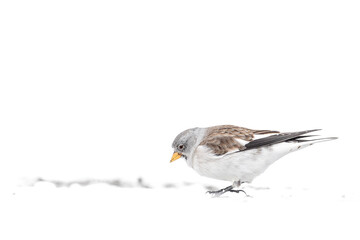Wild Alps in the winter season, the  white-winged snowfinch (Montifringilla nivalis)