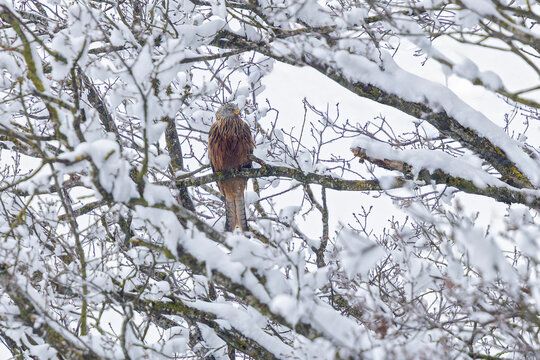 Rotmilan (Milvus milvus) Altvogel sitzt in verschneitem Baum, Baden-Wuerttemberg, Deutschland