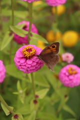 butterfly on flower