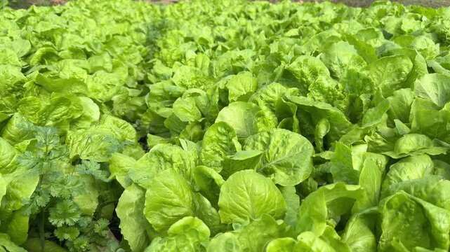 Thick plantings of romaine lettuce cover cultivated land, creating uniform green texture across an open rural area. Food supply.