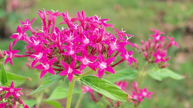 Indian needle flower,egyptian starflower,pentas lanceolata,pink flower