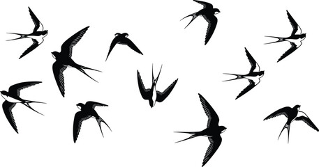 Fototapeta premium Swallow bird silhouettes, flying poses, forked tail design, stylized illustration, minimal vector art, avian motion graphic design