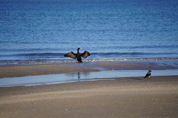 Kormorane auf Buhnen in der polnischen Ostsee