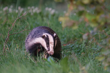 Dachs vor Sonennaufgang © Philipp