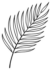Obraz premium Hand Drawn Tropical Palm Leaf Illustration Black and White Minimalist Line Art
