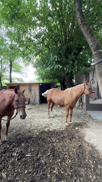 Two majestic horses standing in a muddy paddock