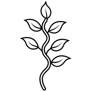 Spiritual Awakening Vine - Dolichos Falcatus with Flowers