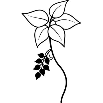 Dolichos Biflorus Vine with Blossoms - Horse Gram Vector