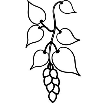 Dolichos Lablab Vine with Blossoms - Abundant Nature Vector