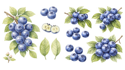 A charming watercolor collection of fresh blueberries, including plump ripe berries in clustered bunches, leafy green sprigs, and sliced halves revealing pale interiors and tiny seeds. © liana