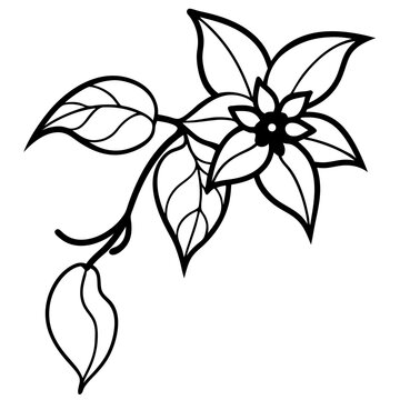 Combretum Indicum Rangoon Creeper Vine Botanical Art