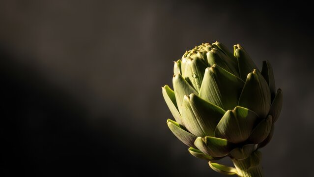 A fresh green artichoke thistle with vibrant green leaves illuminated by soft light against a dark background creating a dramatic effect