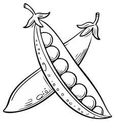 Hand drawn line art illustration of two crossed pea pods with seeds inside