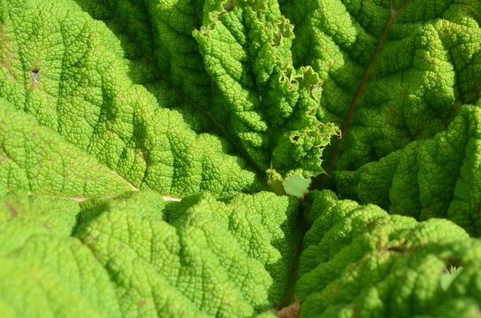 Struktura liścia Gunnera manicata &ndash; zielona faktura