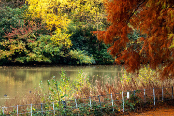 Autumn colour in north London park.