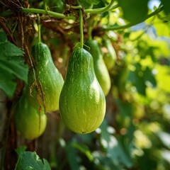 light green bottle gourds hanging on sunlit vine