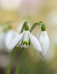 Blooming snowdrop in portrait orientation, close-up of a snowdrop flower with a green spot on the petal, green and white background, a flower with green and white petals, Galanthus in portrait