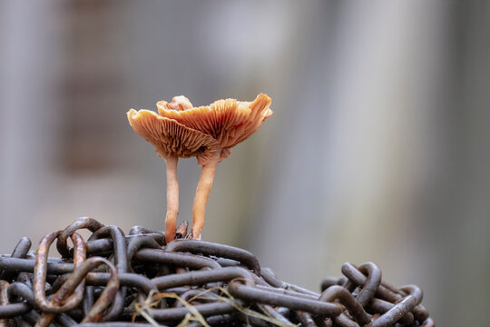 Brown mushrooms Tubaria sp. Iron chain.