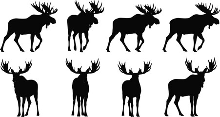Moose silhouette collection in various standing and walking poses isolated on white background, majestic wild forest animal illustration set for logo and design