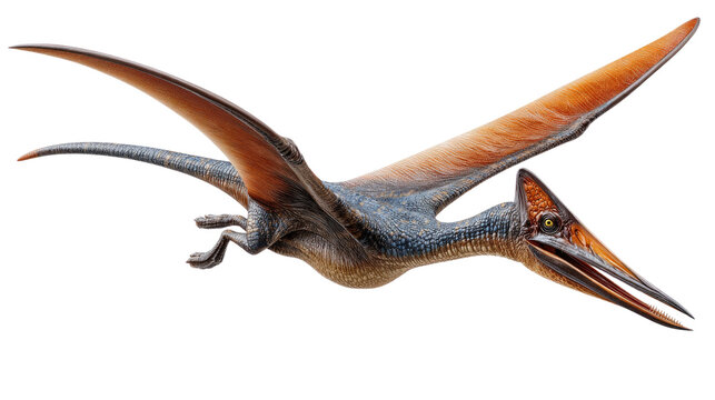 Pterodactyl in Flight: A detailed illustration of a majestic pterodactyl in full flight, showcasing its impressive wingspan and prehistoric allure.