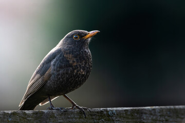 Fototapeta premium Blackbird, turdus merula, female bird perched