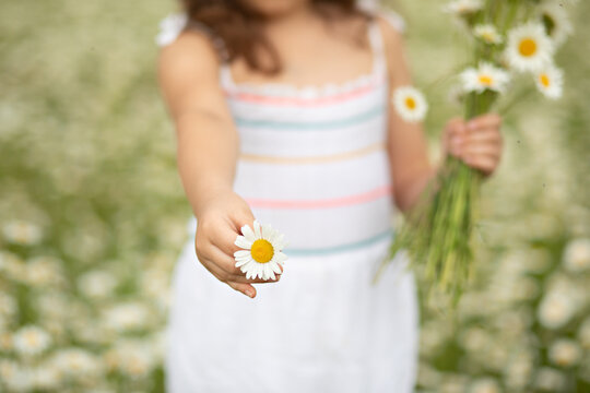 Cute little child girl at chamomile field picking flowers