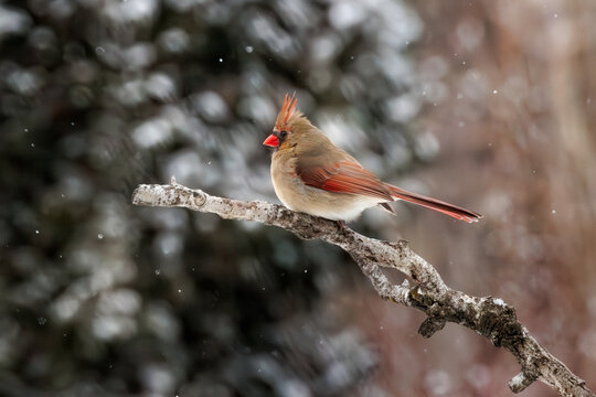 Lone female Northern Cardinal perched on branch