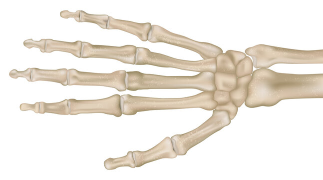 High resolution medical illustration of human hand bone anatomy shown in detailed top view. Carpal bones, metacarpals, and phalanges 