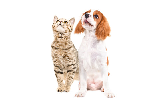 Curious Spaniel puppy and Scottish Straight cat sitting together, looking up, isolated on white background