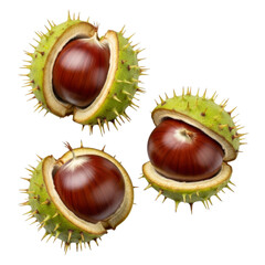 Chestnut open shell with brown nut On Transparent Background
