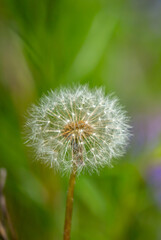 Obraz premium Dandelion close-up on a spring meadow. Dandelion seeds in the sunlight blowing away across a fresh green morning background