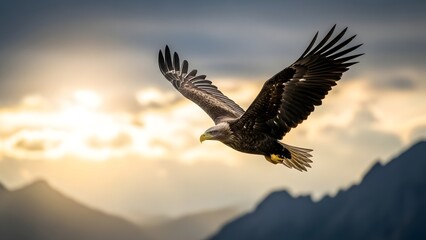 Obraz premium Eagle flying over mountains during sunrise with wings spread wide, captured from below, waqf concept illustrated