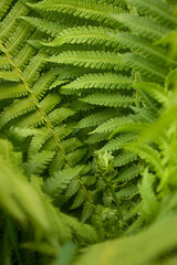 background with fern leaves and a snail-like center