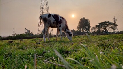 Fototapeta premium Young calf grazing in a grassy field at sunset with power lines and trees in the background.