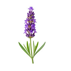 Obraz premium Lavender flower isolated On Transparent Background