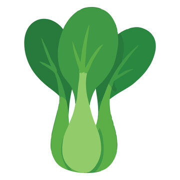 A fresh head of bok choy with white stems and green leaves. Ideal for Asian cuisine, healthy stir-fry, and leafy green graphics.