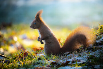 Wiewiórka stojąca na łapkach w zimowy poranek w leśnym krajobrazie © Madeo99