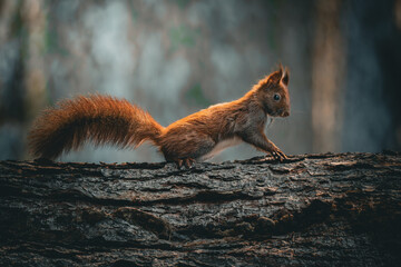 Wiewiórka wspinająca się po korze drzewa © Madeo99