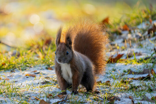 Wiewi&oacute;rka na pierwszym śniegu zimy w leśnym krajobrazie